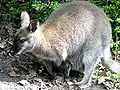 Wallaby et son petit