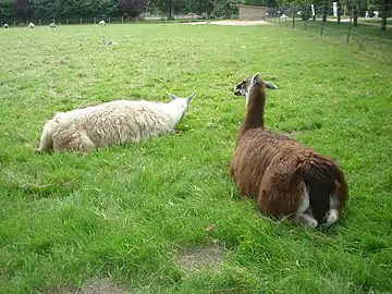 Les lamas en 2008.