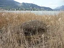 Roselière au bord du lac