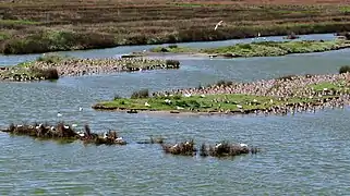 Faune du polder.