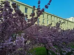 Cerisiers en fleur devant immeuble de quatre étages.