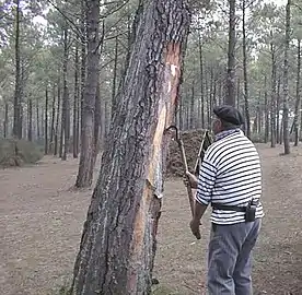 Démonstration de gemmage, à la maison forestière de Leslurgues.