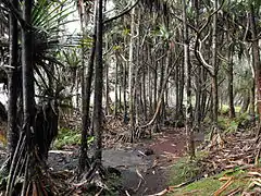 Forêts de vacoas, La Réunion
