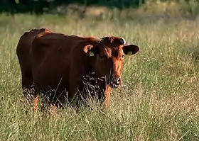 vache de face, rouge acajou à mufle noir et courtes cornes en croissant, dans une prairie à herbe haute.