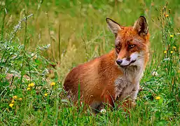 Photo d'un Renard roux dans de la végétation fleurie.