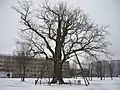 Chêne remarquable du parc Ēbeļmuiža
