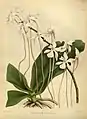 Angraecum kotschyiThe Orchid Album1882