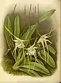 Aeranthes grandifloraThe Orchid Album1897.