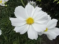 Fleurs blanches