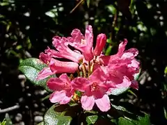 Rhododendron ferrugineux (Rhododendron ferrugineum)