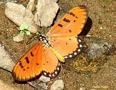 Acraea terpsicore.