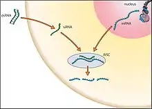 Le brin d'ARNi interfère avec le brin d'ARNm empêchant ou modifiant la transcription en protéine.