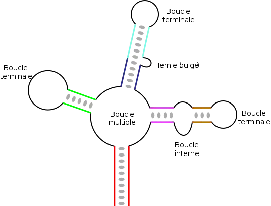 Topologie des différentes structures secondaires rencontrées dans l'ARN.