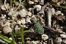 Cicindelle