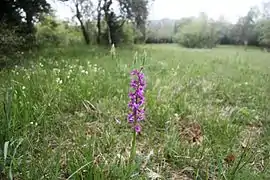 Orchis mâle.