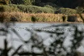 Canards en automne.