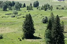 Tourbière.