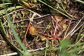 Drosera à feuilles rondes.