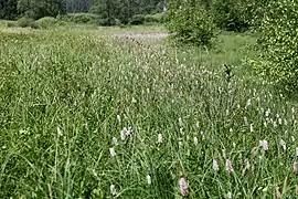 Mégaphorbiaie à Renouée bistorte.