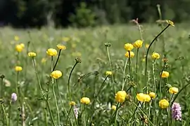 Prairie à Trolle d'Europe.