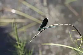 Calopteryx.