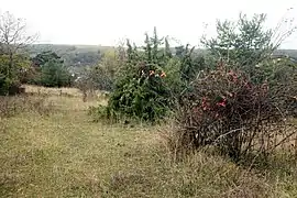 Vue de la pelouse.