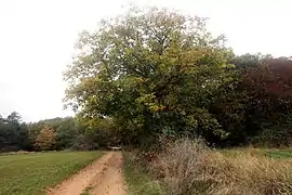 Chemin d'accès.