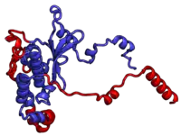 Image illustrative de l’article Protéine ribosomique L5