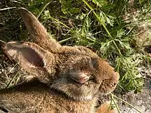 Un lapin malade à l'œil boursouflé