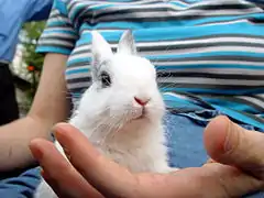 Tout petit lapin blanc à oreilles courtes comparé à une main