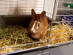 Cage à lapin d'appartement