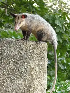 L'opossum Didelphis marsupialis