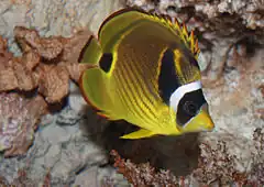 Description de l'image Raccoon butterflyfish, Chaetodon lunula.jpg.