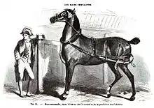 Gravure représentant un cheval à la robe sombre dans une écurie, harnaché pour l'attelage, la tête relevée, un homme en redingote se tenant nonchalamment appuyé sur sa stalle.