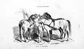 « Race chevaline de Lorraine » dans La connaissance générale du cheval, 1861.