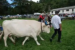 Vache lourdaise à Aspin-en-Lavedan, près de Lourdes, en 2015.