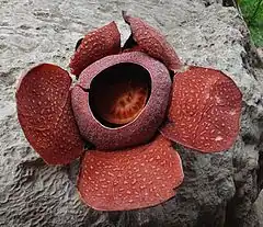 Description de l'image Rafflesia (R. speciosa) in Miagao.jpg.