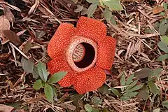 Description de l'image Rafflesia 80 cm.jpg.