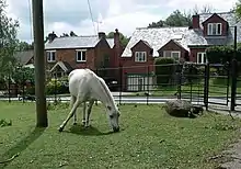 Dans une zone pavillionnaire, un cheval gris broute au milieu de son pré.