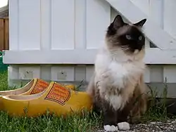 Un Ragdoll seal mitted