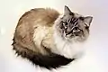 Un ragdoll seal tabby colourpoint