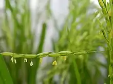 Photo couleur d'une inflorescence jaune et blanche, pendant le long d'un épi de riz penché à l'horizontal (gros plan). L'arrière-plan flou est composé d'épis de riz verts.