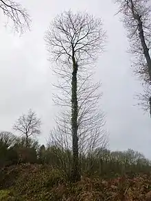 Châtagnier sur talus, trois ou quatre ans après émondage en Bretagne. Nombreuses repousses latérales.