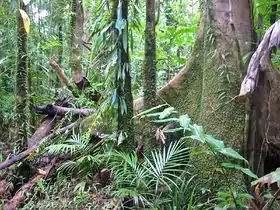 Image illustrative de l’article Tropiques humides du Queensland