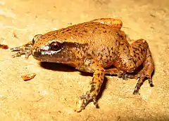 Description de l'image Rain Frog - Austrochaperina pluvialis.jpg.