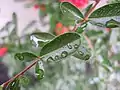 Feuilles de Pyracantha