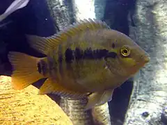 Description de l'image RainbowCichlid.JPG.