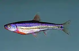 Notropis chrosomus