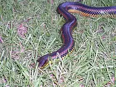 Description de l'image Rainbow Snake taken in Southern Georgia in June 2003 2.jpg.