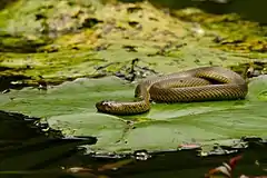 Description de l'image Rainbow Water Snake (Enhydris enhydris) (7845020860).jpg.